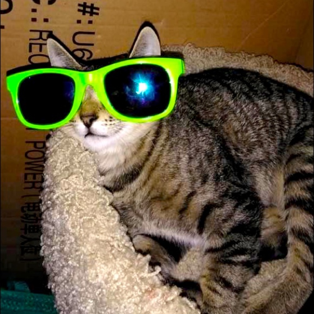 Meet your Posher, Laura